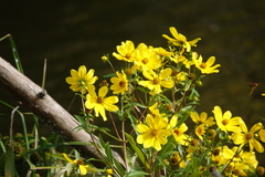 Bidens laevis