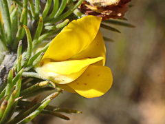 Aspalathus laricifolia