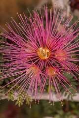 Calliandra chilensis