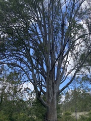 Eucalyptus tereticornis