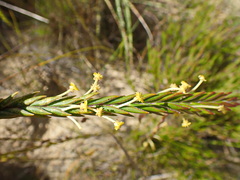 Struthiola tomentosa