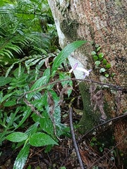 Strobilanthes formosana
