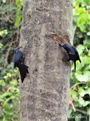 Onychognathus fulgidus