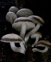 Favolaschia manipularis