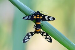 Amata sperbius