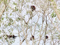 Alouatta seniculus
