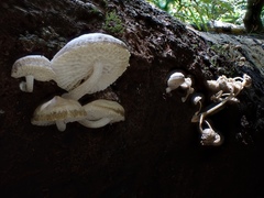 Favolaschia manipularis
