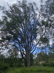 Eucalyptus tereticornis