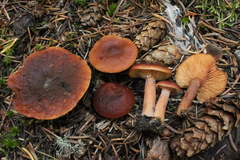 Lactarius badiosanguineus