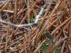 Phylloscopus collybita