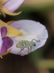 Eugnathus distinctus