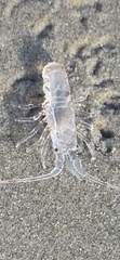 Eumalacostraca