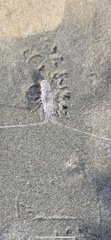 Eumalacostraca