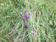 Allium carinatum