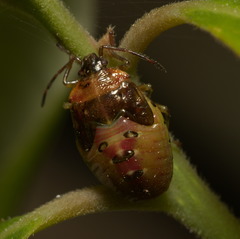 Elasmostethus nubilus