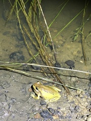 Litoria ewingii