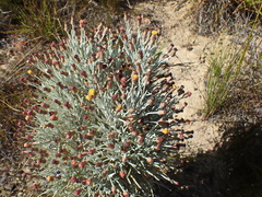 Syncarpha gnaphaloides