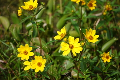 Bidens laevis