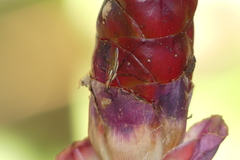 Telostylinus lineolatus