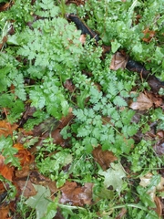 Anthriscus sylvestris