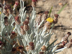 Syncarpha gnaphaloides