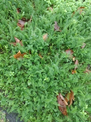 Anthriscus sylvestris