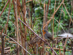 Erithacus rubecula