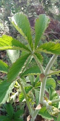 Cyphostemma