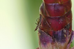 Telostylinus lineolatus