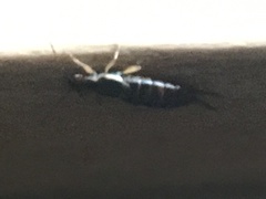 Forficula auricularia