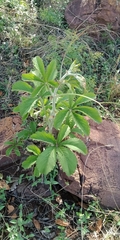 Cyphostemma