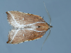 Arachnographa micrastrella