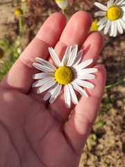 Matricaria chamomilla