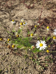 Matricaria chamomilla
