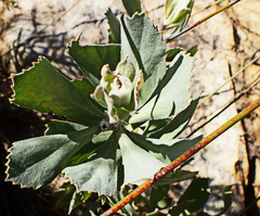 Leucospermum mundii
