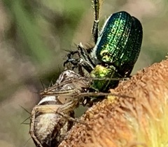 Oxyopes gracilipes