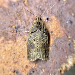 Cryptoptila australana
