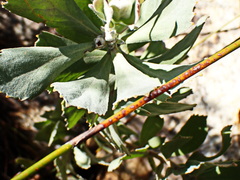 Leucospermum mundii