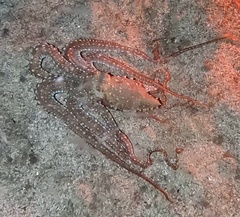 Callistoctopus macropus