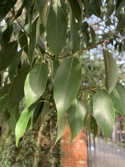 Quercus