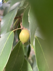 Quercus