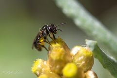 Homalictus