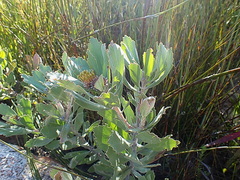 Leucospermum mundii