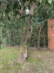 Quercus