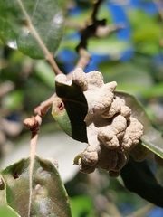 Dryomyia lichtensteinii