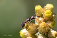 Homalictus