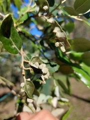 Dryomyia lichtensteinii