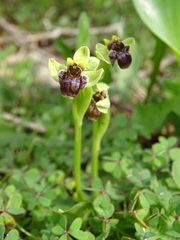 Ophrys bombyliflora