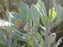 Leucospermum mundii