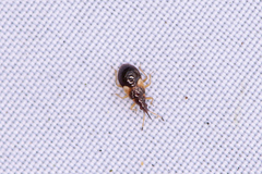 Anthocoris nemorum